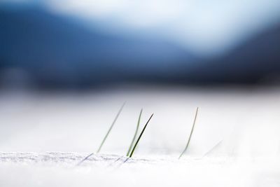 Close-up of snow on field
