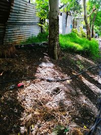 Trees growing in forest