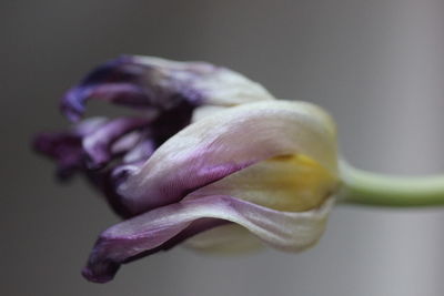 Close-up of wilted flower