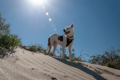 View of dog standing against sky on sunny day