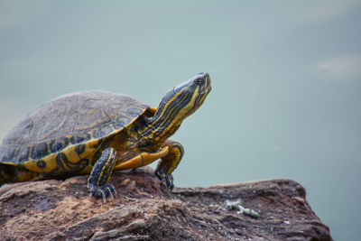 Japanese turtle sunbathing on a rock