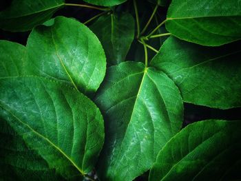 Full frame shot of green leaves