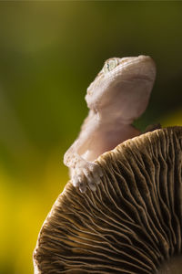 Close-up of a mushroom