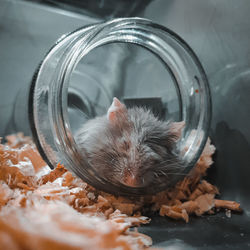 Sleepy hamster in glass jar