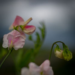 Close-up of flowers against blurred background