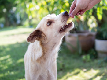 Dog looking at camera