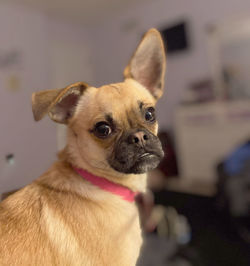 Portrait of dog looking away