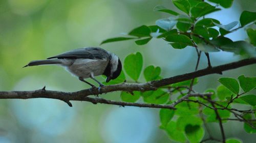 Low angle view of bird perching on branch