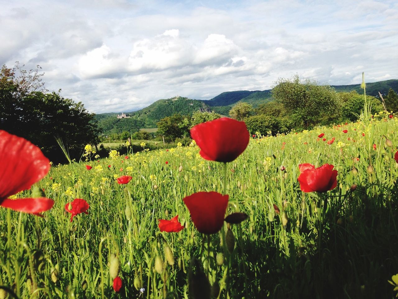 flower, red, freshness, poppy, growth, beauty in nature, field, fragility, petal, plant, nature, sky, landscape, flower head, tranquil scene, blooming, grass, cloud - sky, tranquility, tulip