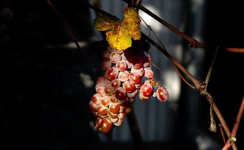 Illuminated bunch of red grapes on a dark background