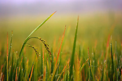 Drops of water on the ear of the paddy,  blade of grass in the field