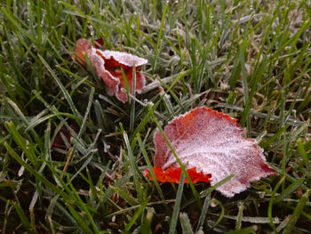 Close-up of mushroom on field