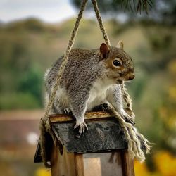 Close-up of squirrel on wood