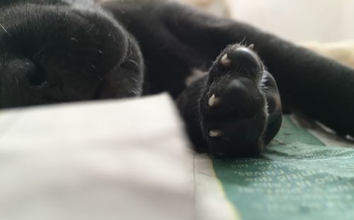 Close-up of black cat lying on bed