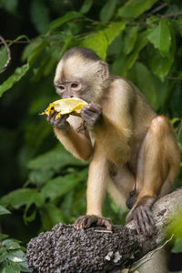 Capuchin monkey eating banana on riverside tree in the amazon ariau