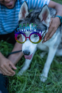 Dog with glasses that say happy new year.