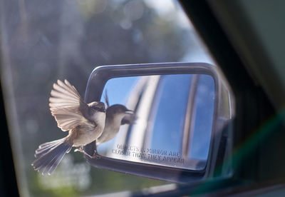 A small brown bird attacking it's reflection in a car side-mirror, mistaking it for another bird.