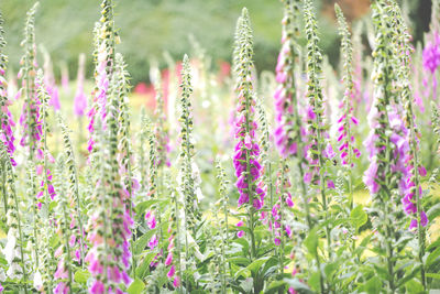 Close-up of purple flowering plants on field