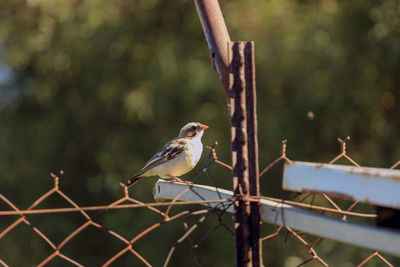 Striped sparrow sitting on a fence 