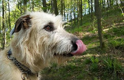 Close-up of dog