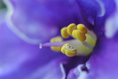 Close-up of purple flowers blooming outdoors