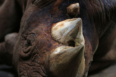 Close-up of rhinoceros horn