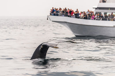 Whale swimming in sea