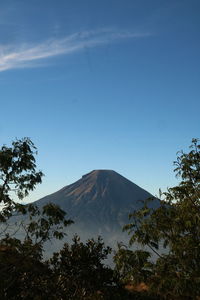 View of trees with mountain in background