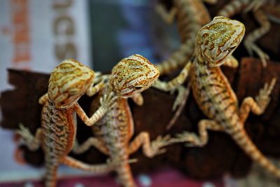 Close-up of lizard