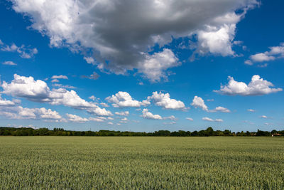 Scenic view of agricultural field against sky