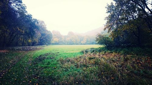 Trees on field against sky