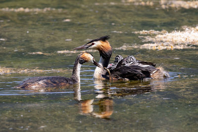 Side view of a duck in lake