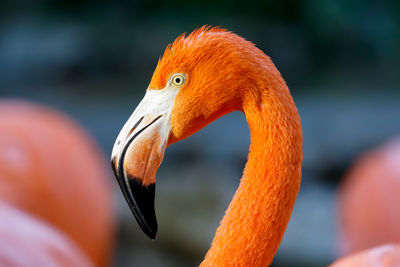 Close-up of bird