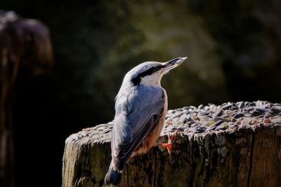 Close-up of bird perching on wooden post