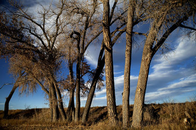 Low angle view of bare trees on field against sky