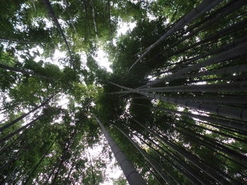 Low angle view of trees in forest