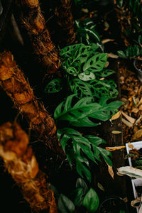 High angle view of vegetables