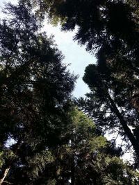 Low angle view of trees against sky