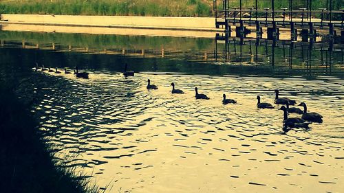 Birds in water