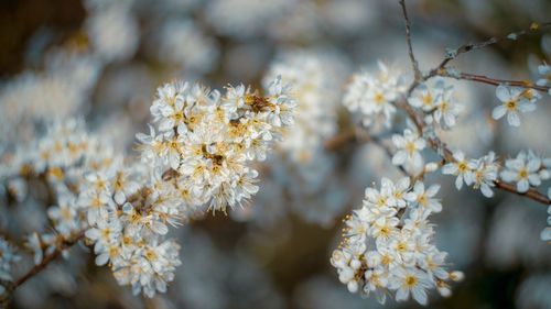 Spring blackthorn blossoms