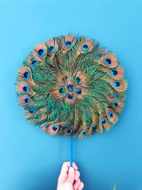 Cropped hand holding peacock feathers against blue background