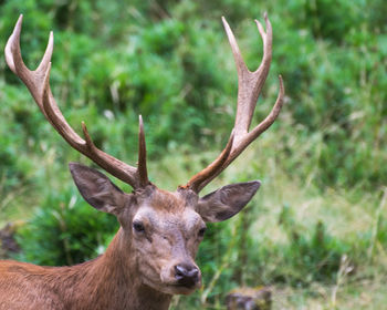 Close-up of deer