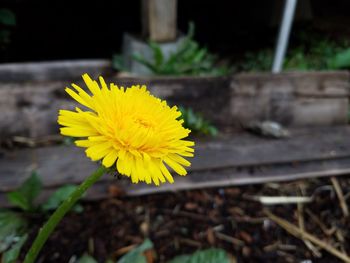 Close-up of yellow crocus blooming outdoors