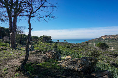 Trees on rocks by sea against blue sky