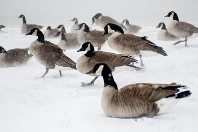 Flock of birds in snow