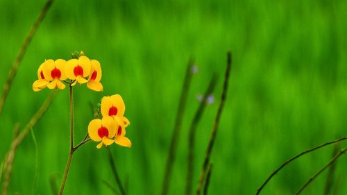 Close-up of yellow flowering plant