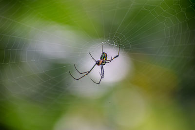 Close-up of spider on web