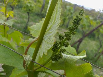 Close-up of fresh green leaves