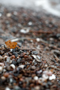 Close-up of dry leaf on field