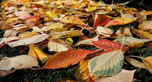 High angle view of autumn leaves on field